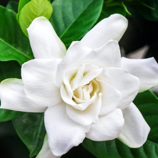 Jazmín del Cabo INJERTADO en maceta