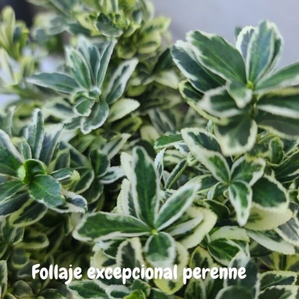 Evonimo microphyla alba