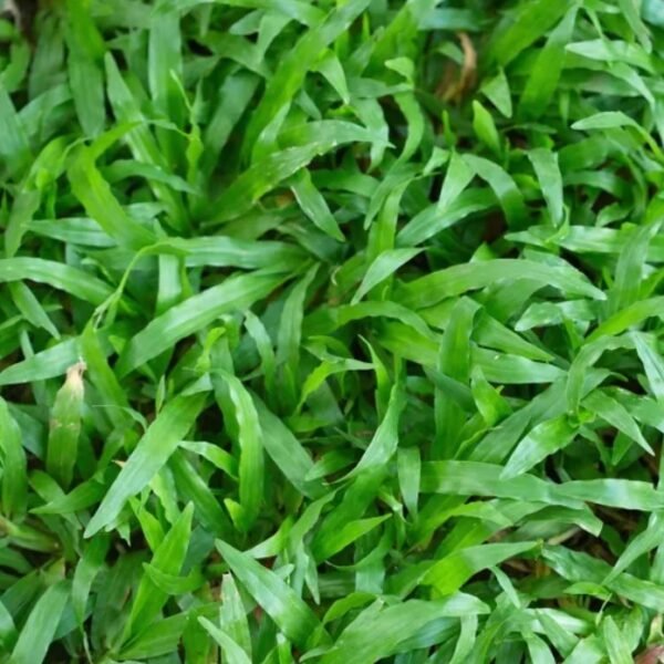 Césped brasilero de calidad superior. Metro cuadrado.