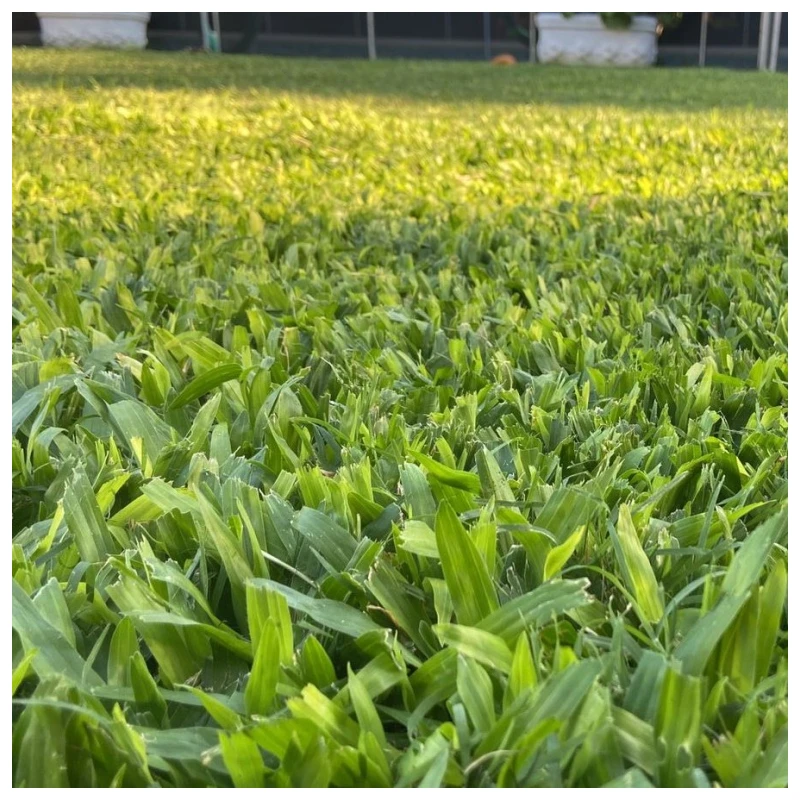 Césped brasilero de calidad superior. Metro cuadrado. - Imagen 3