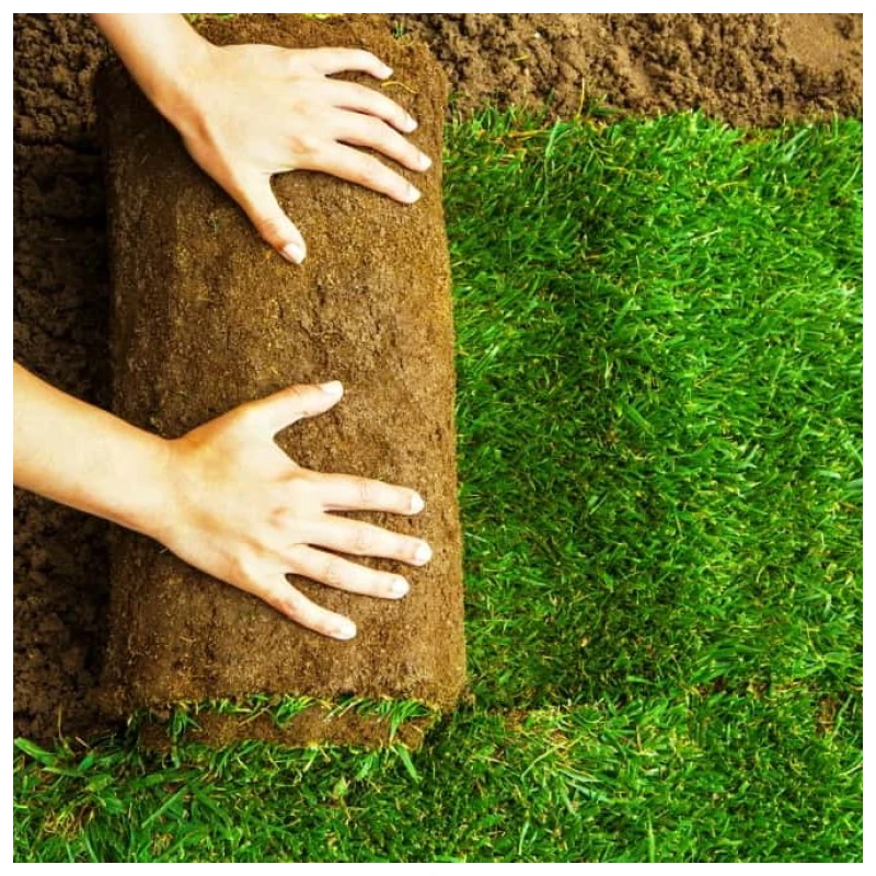 Césped brasilero de calidad superior. Metro cuadrado. - Imagen 5