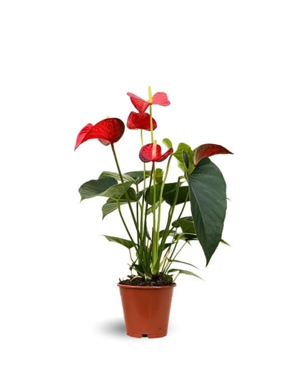 Anturio