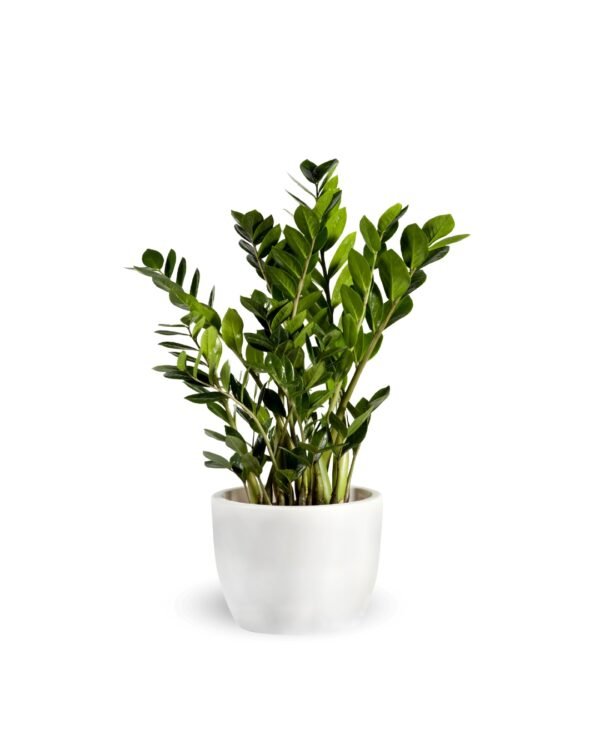 Zamioculcas