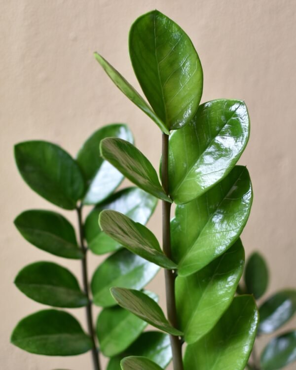 Alternative view of Zamioculcas
