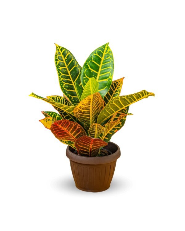 Croton