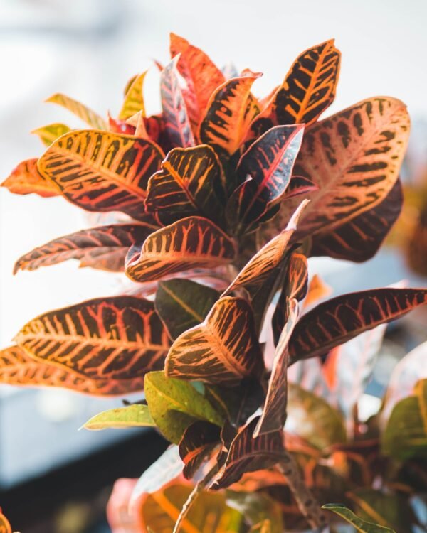 Alternative view of Croton
