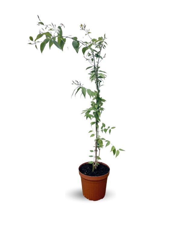 Jasminum Nitidum