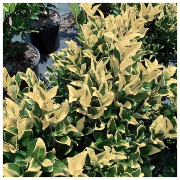 Olea Texana variegada crema