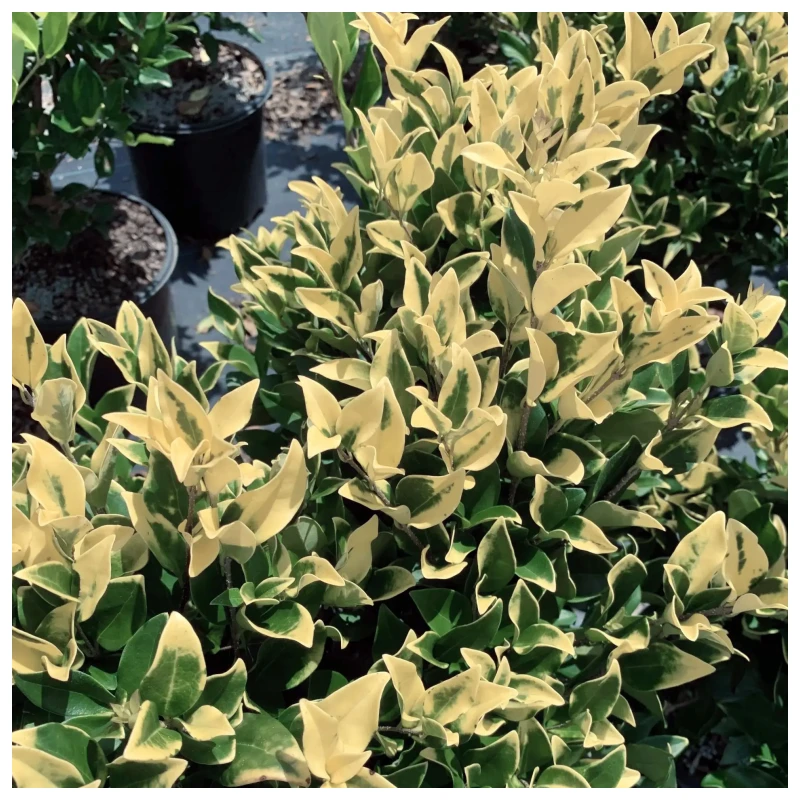 Olea Texana variegada crema