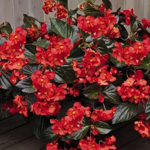 Flor de azúcar BIG, grande perenne