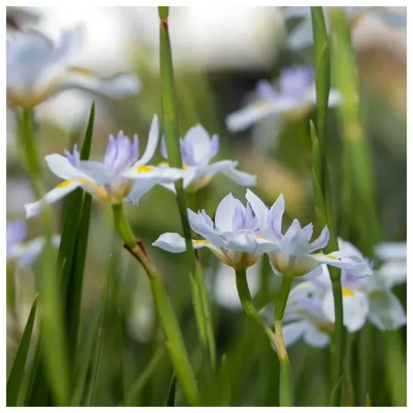 Alternative view of Dietes grandiflora XL