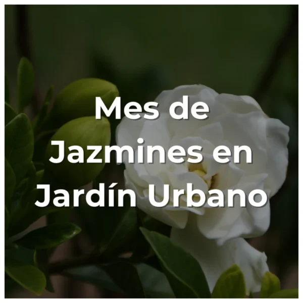 Mes de Jazmines en Jardín Urbano