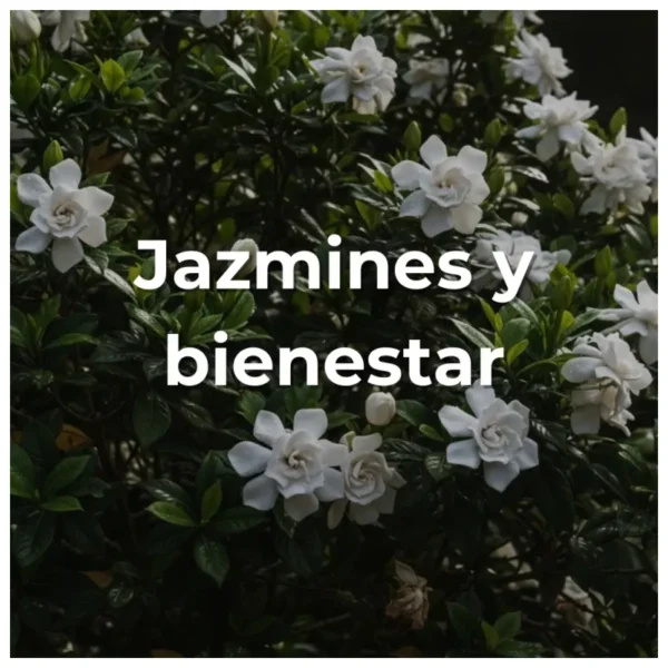 Jazmines y bienestar