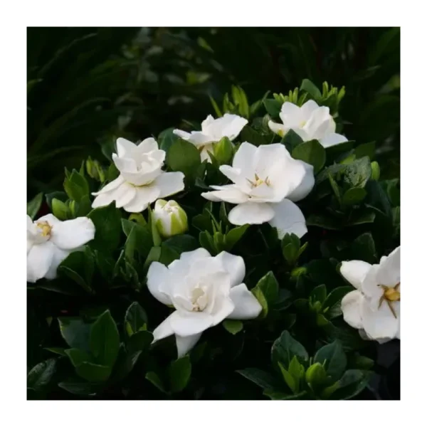 Alternative view of Mes de Jazmines en Jardín Urbano