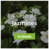 Imagen de portada curso jazmines