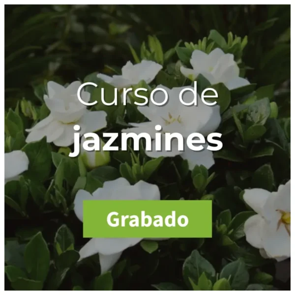 Imagen de portada curso jazmines