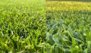 Foto comparativa de gramilla fina y césped brasilero