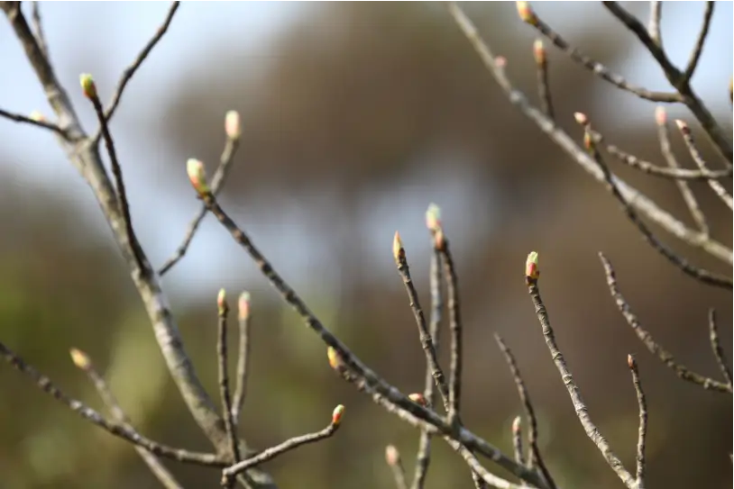 Foto de ramas de árbol caduco con brotes