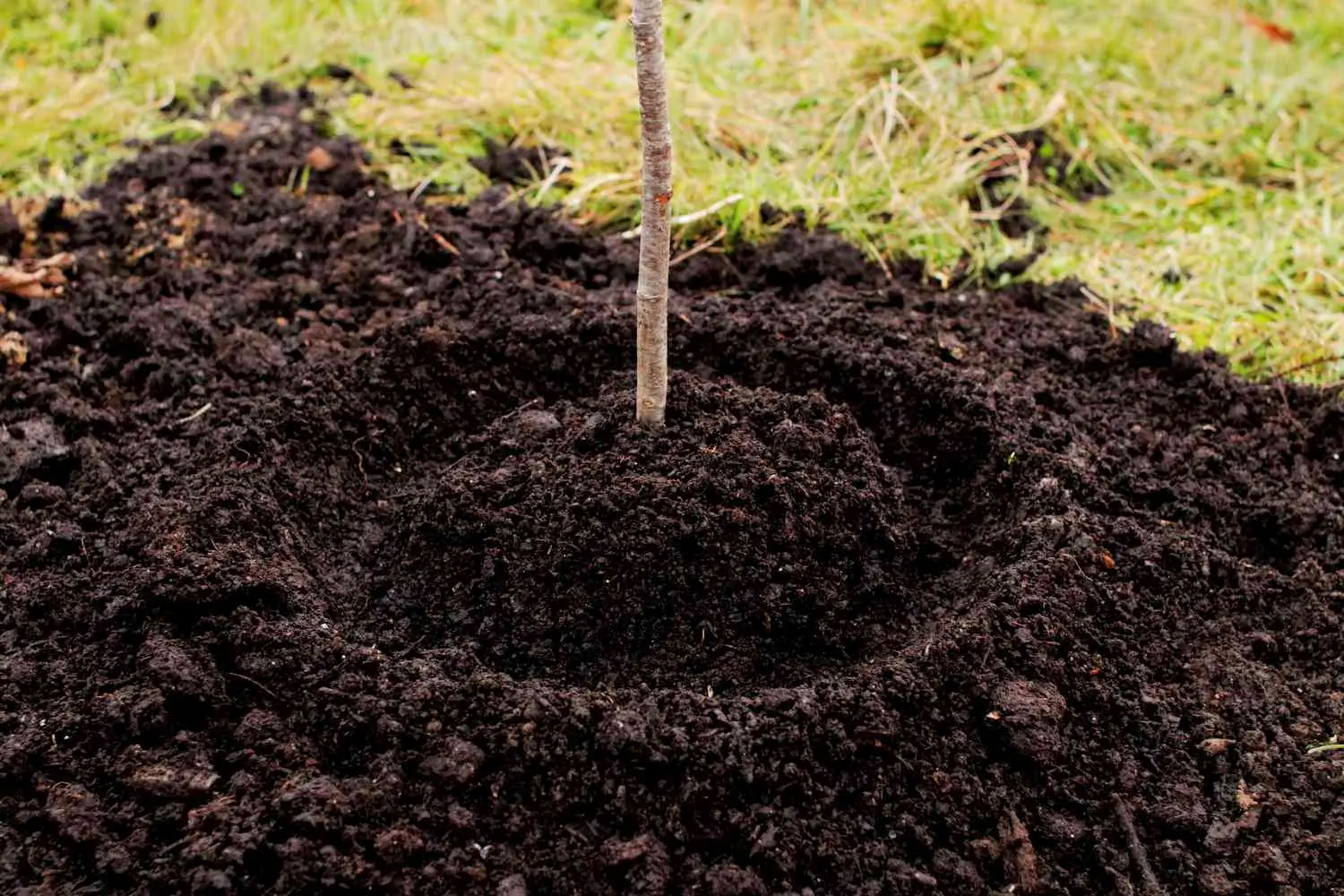 Detalle de base de tronco de árbol recién transplantado