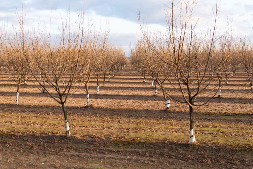 Foto de árboles caducos en invierno