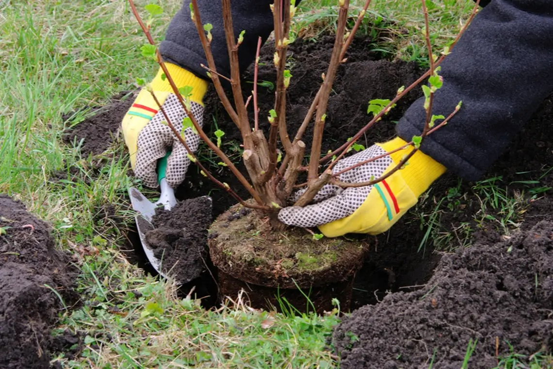 Detalle de jardinero transplantado árbol