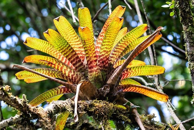 bromelia, plant, leaves, foliage, branch, exotic, tropical, flora, nature