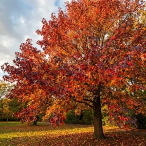 Foto de liquidámbar en otoño con sus tonalidades rojizas