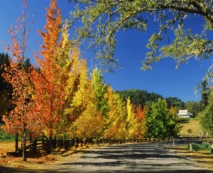Foto de varios liquidámabres en línea con variados colores del rojo intenso al amarillo
