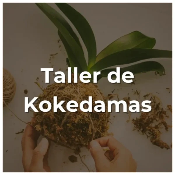 Taller de armado de Kokedamas