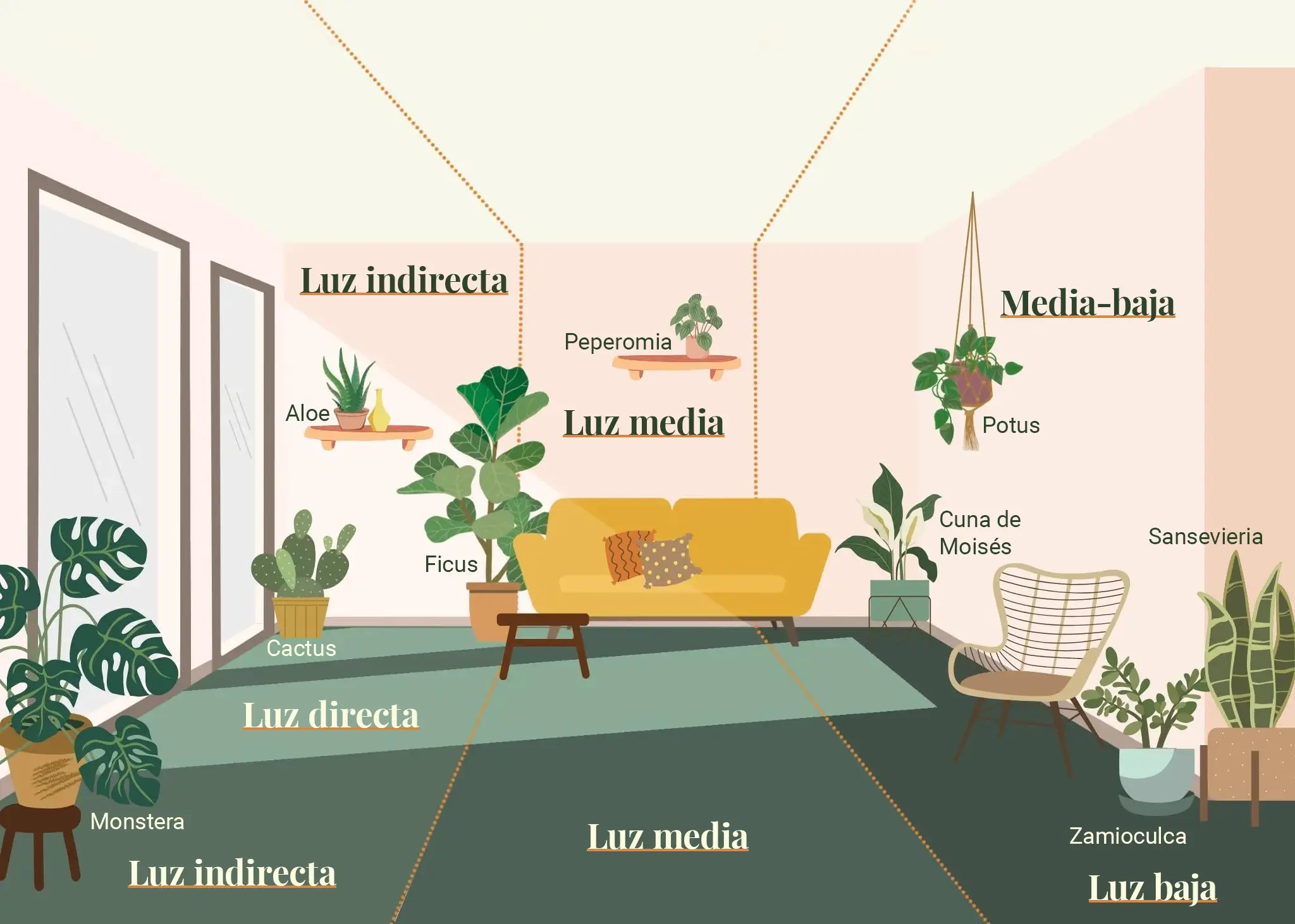 Infografía sobre cómo ubicar plantas segun sus requerimientos de luz