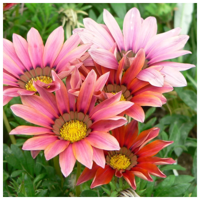 Gazania