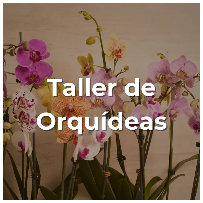 Taller de Orquídeas