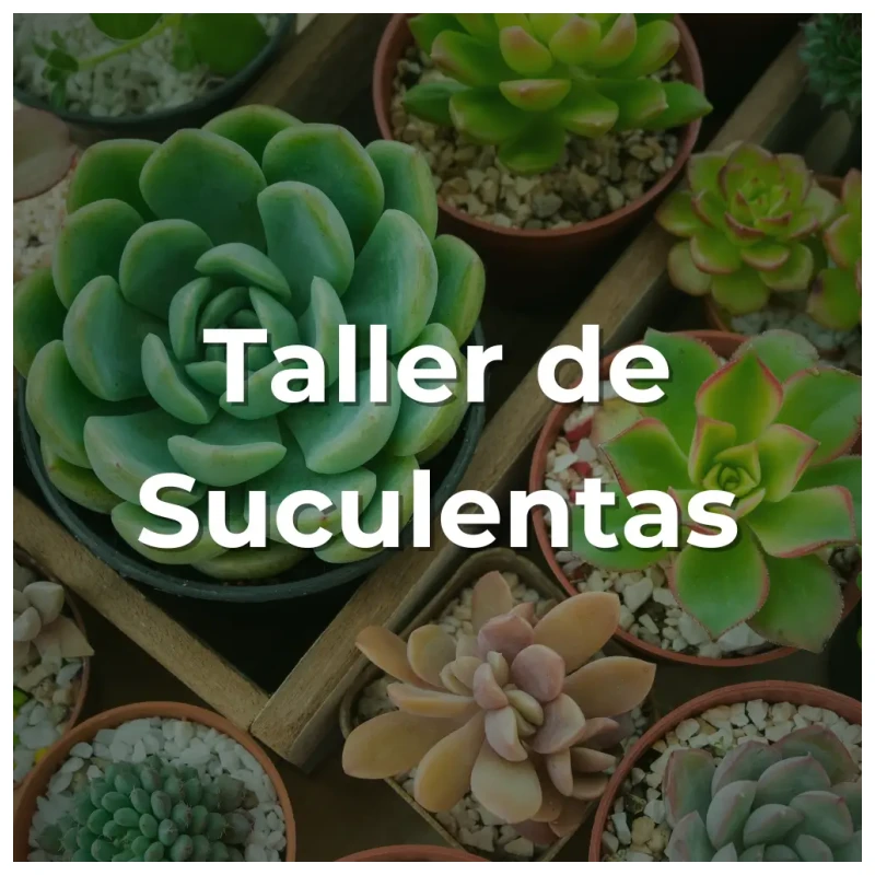 Taller de Suculentas