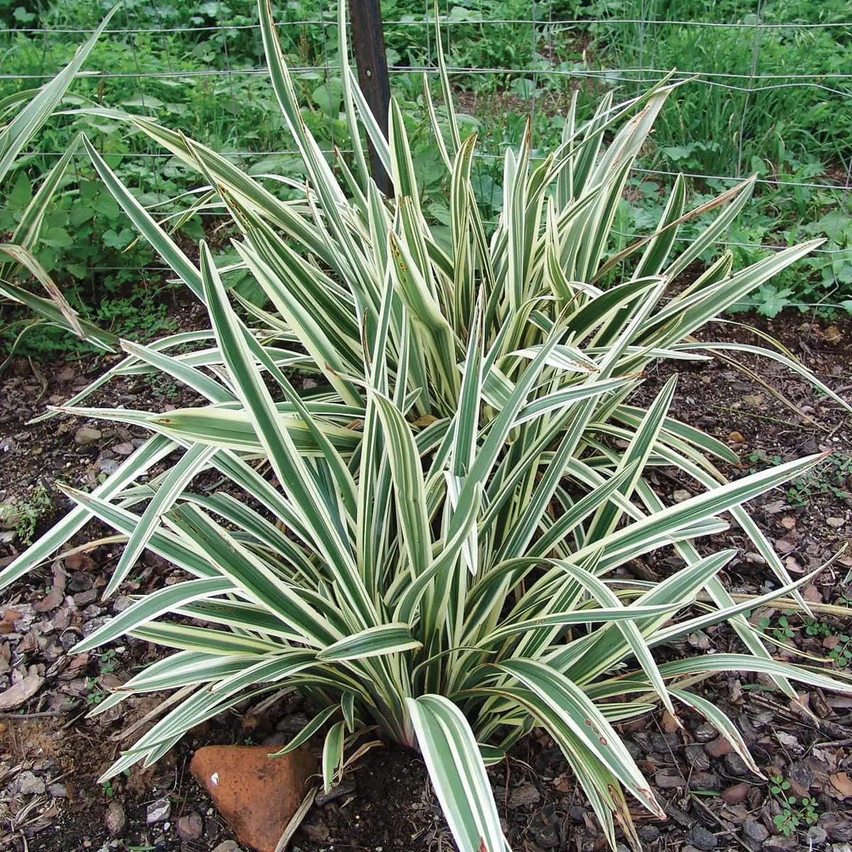 Dianella Tasmanica