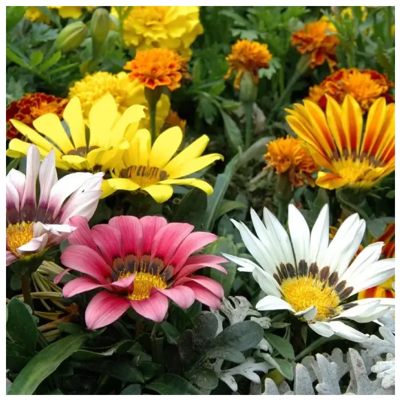 Gazania - Imagen 2