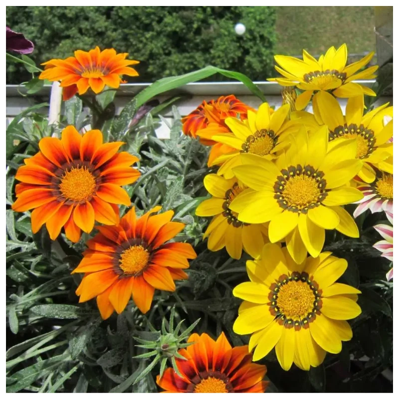 Gazania - Imagen 4