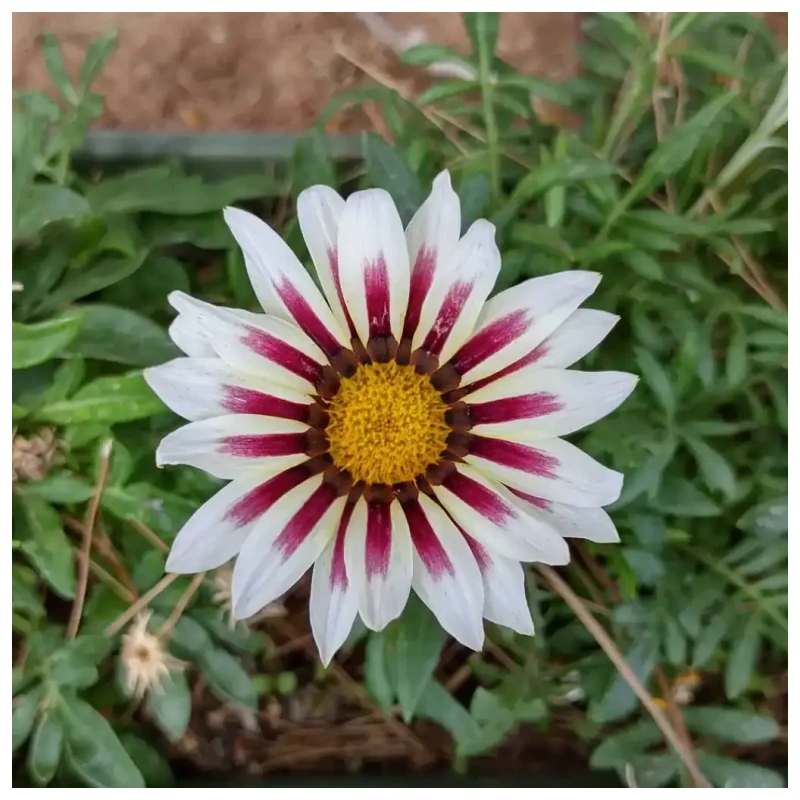 Gazania - Imagen 3