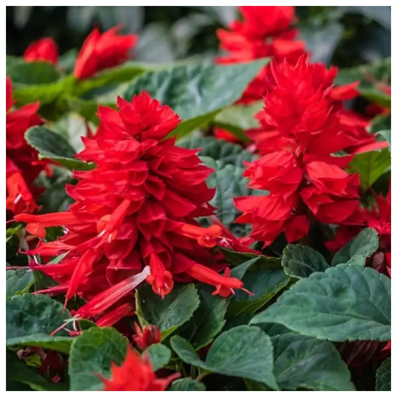 Coral