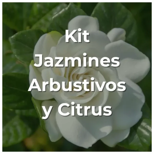 Kit Jazmines y Citrus